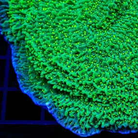 JF Frankie's Hot Pink Rim Montipora Cap Coral