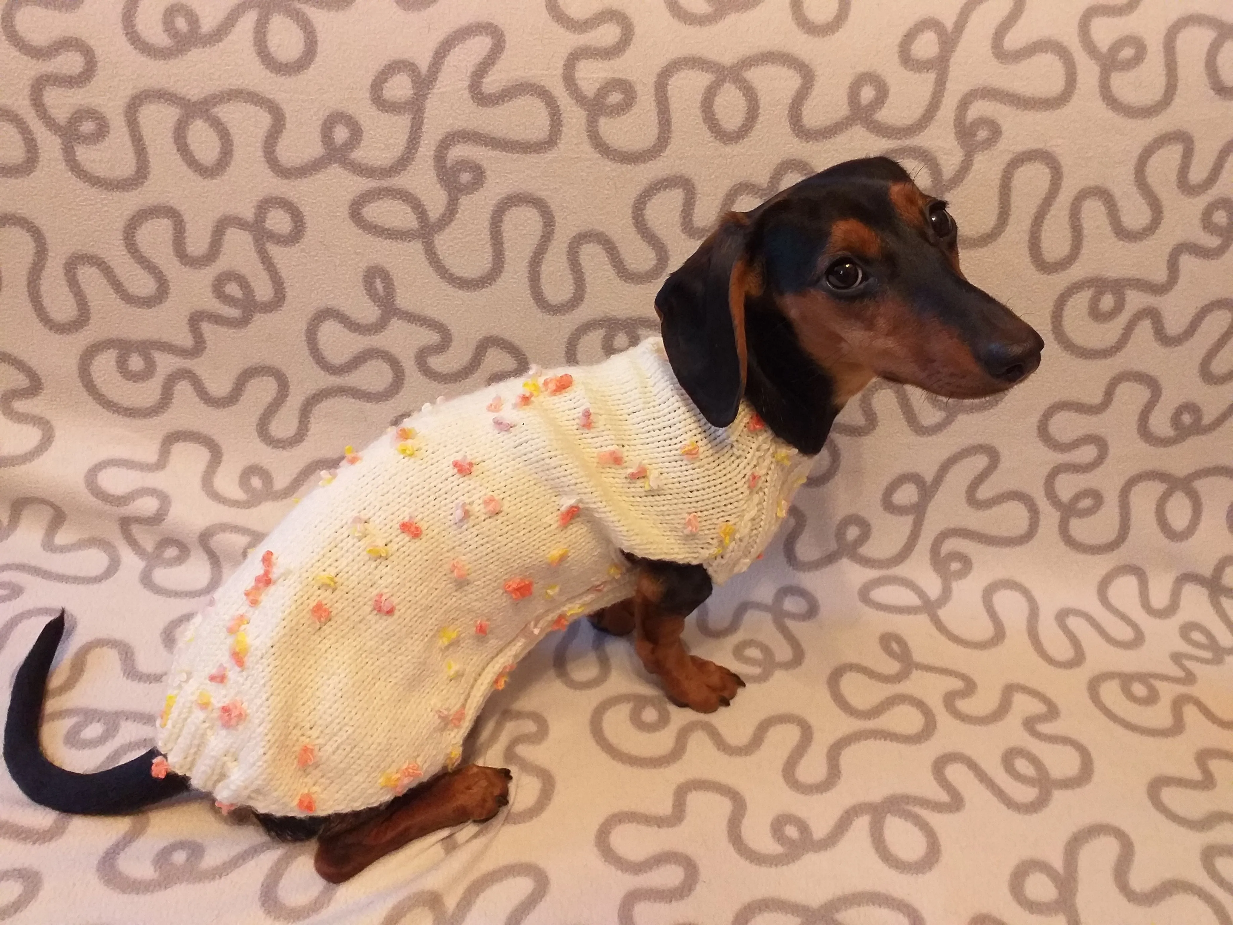 New exclusive collection of sweaters with flowers and butterflies for the miniature dachshund or small dog