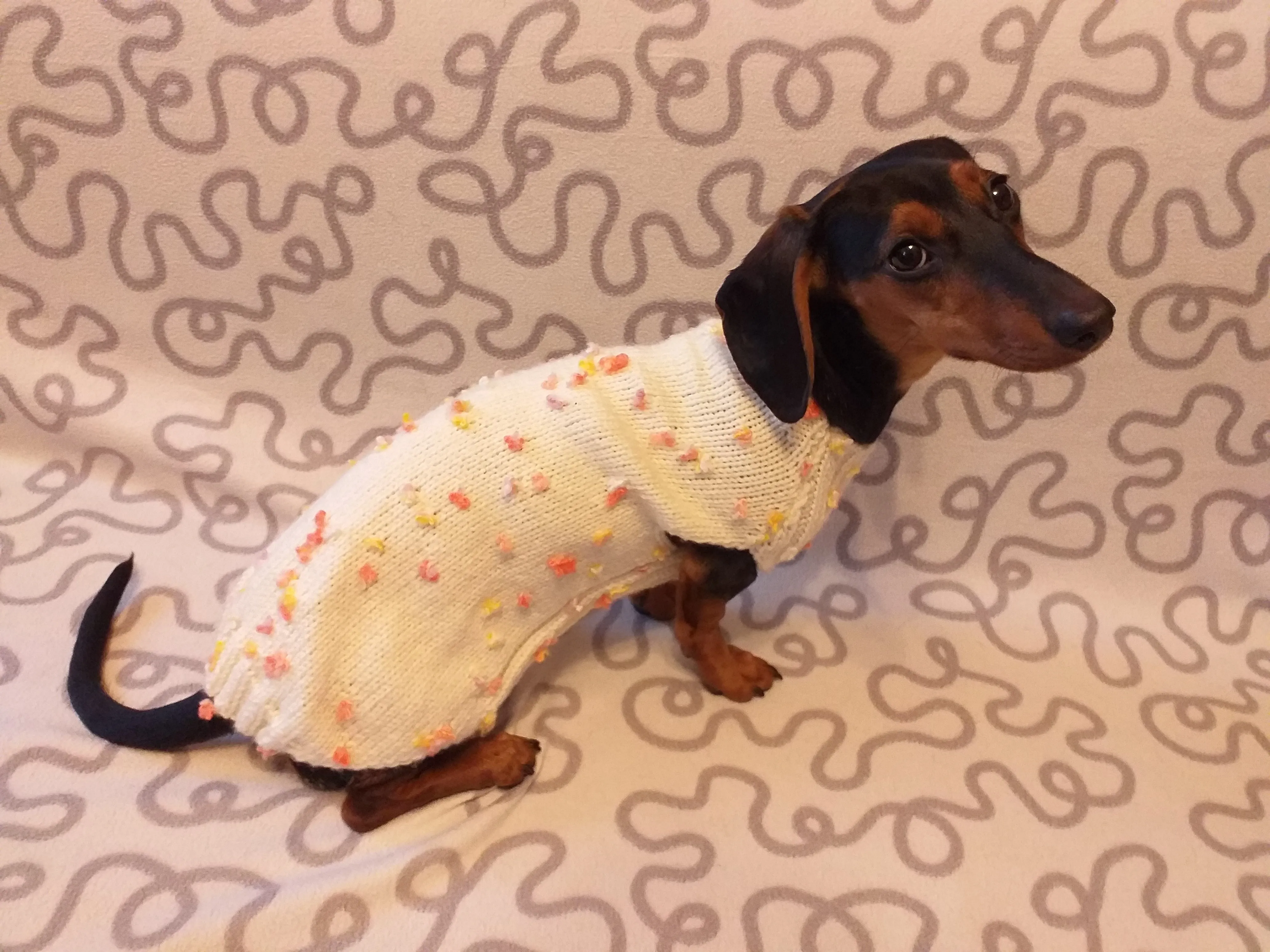 New exclusive collection of sweaters with flowers and butterflies for the miniature dachshund or small dog