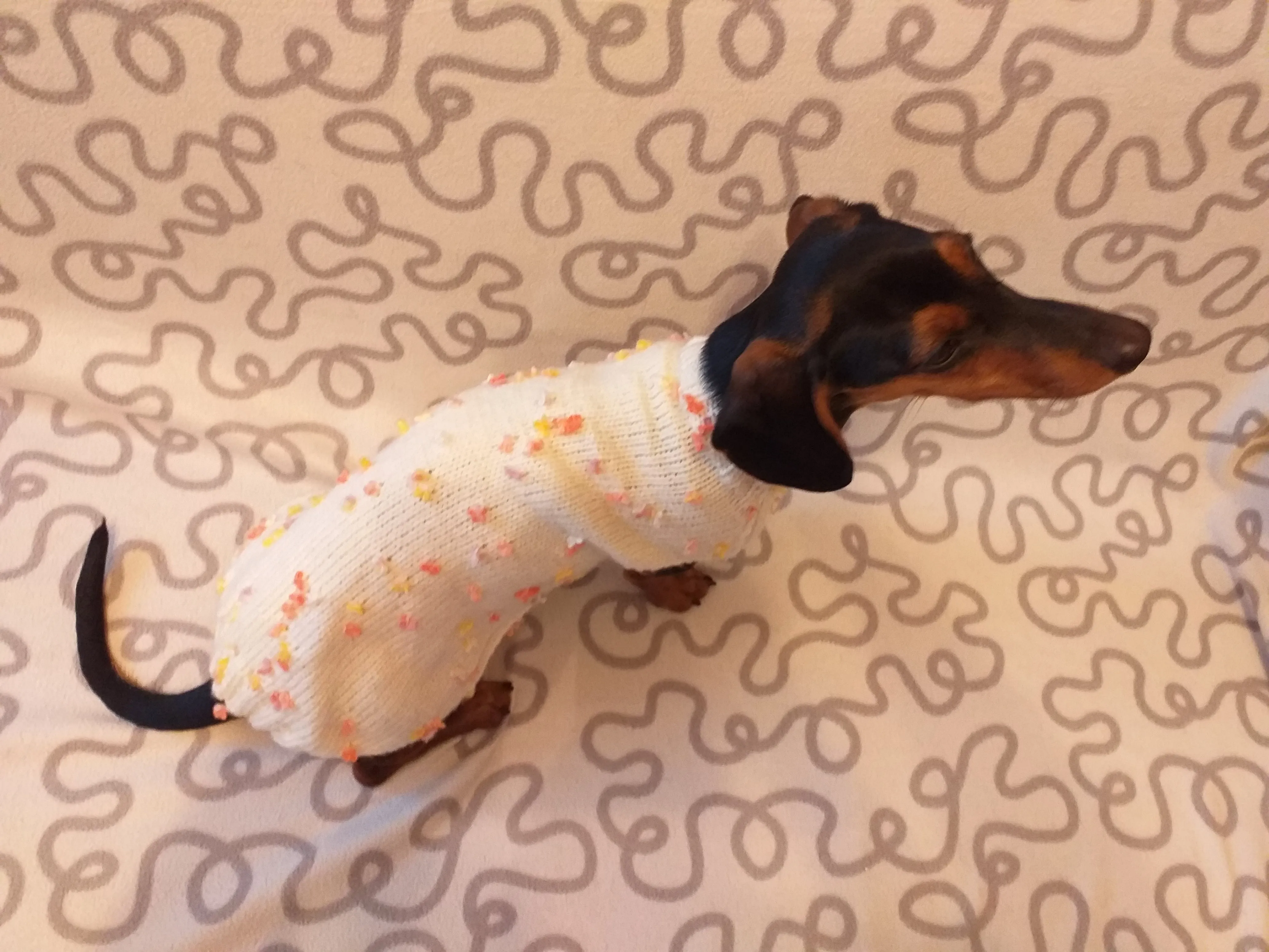 New exclusive collection of sweaters with flowers and butterflies for the miniature dachshund or small dog