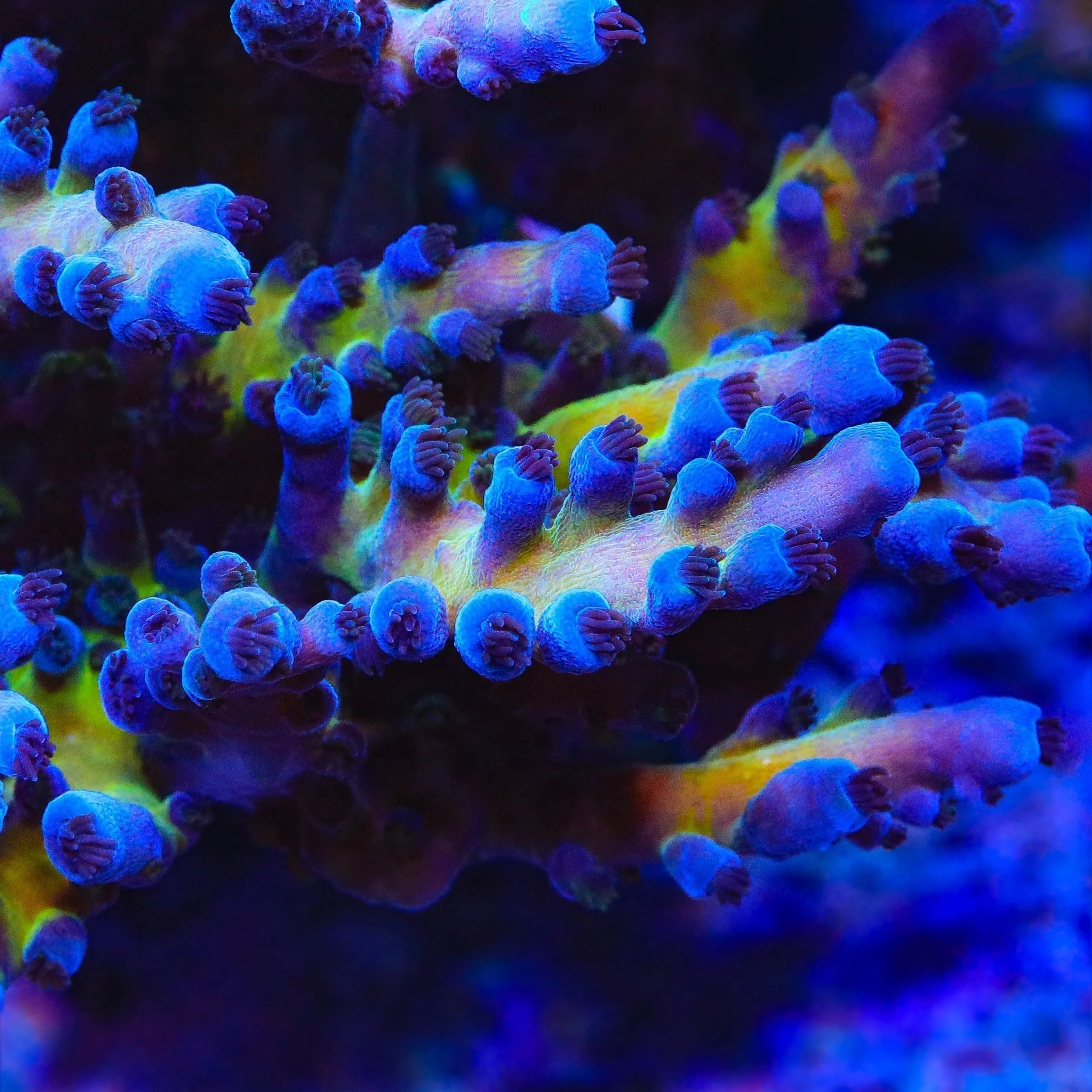 RR Aussie Gold Tort Acropora Coral