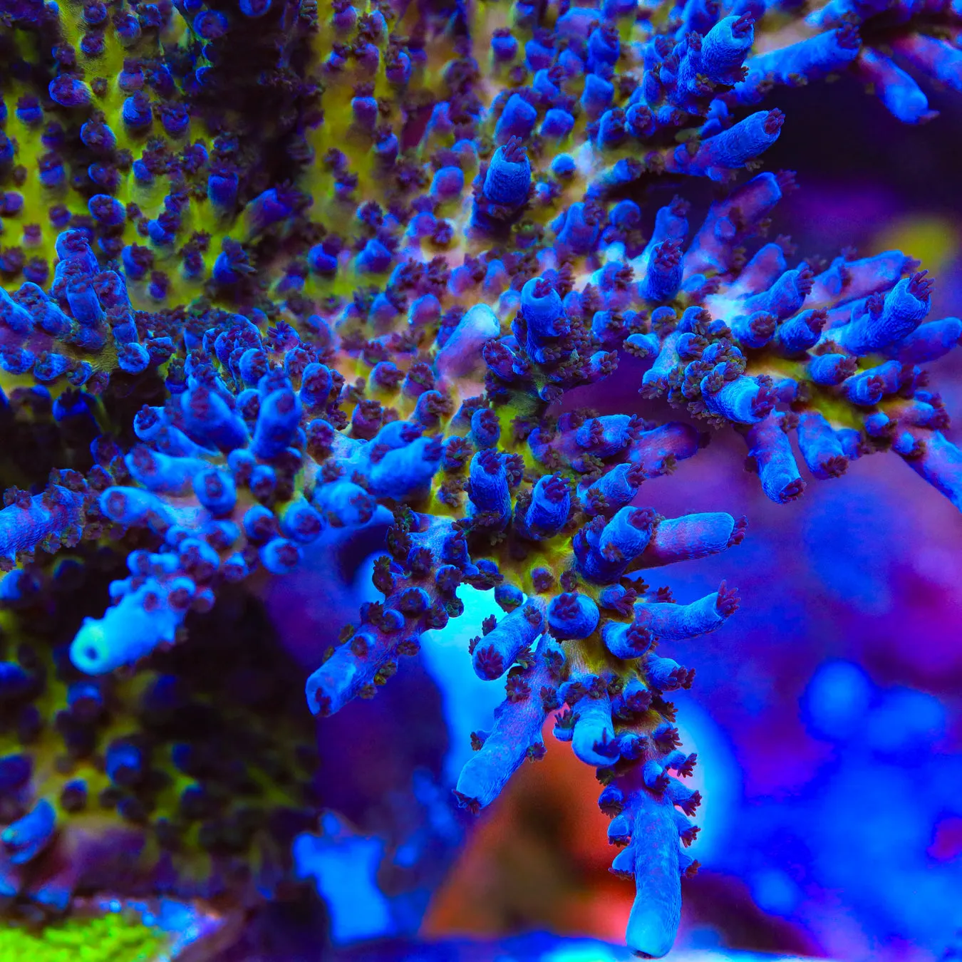 RR Aussie Gold Tort Acropora Coral