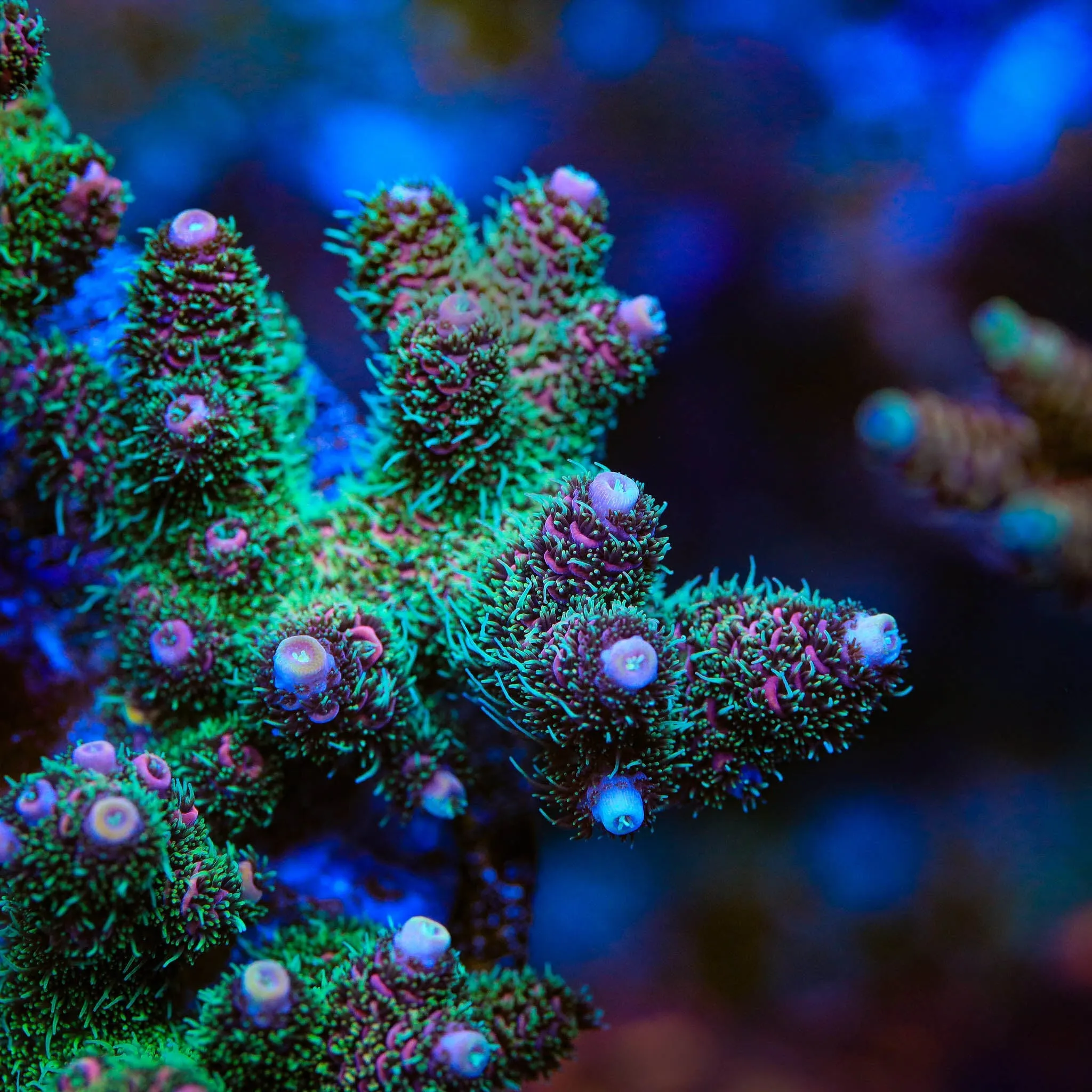 TSA Hypnotic Haze Millepora Acropora Coral