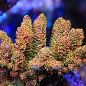 TSA Orange Julius Millepora Acropora Coral