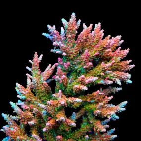 TSA Prime Time Acropora Coral